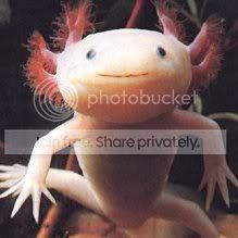 axolotl.jpg