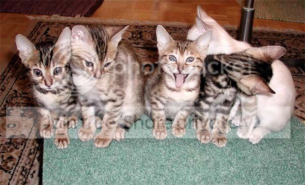 funny_cat_pictures_001.jpg