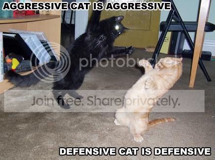 funny_cat_pictures_002.jpg