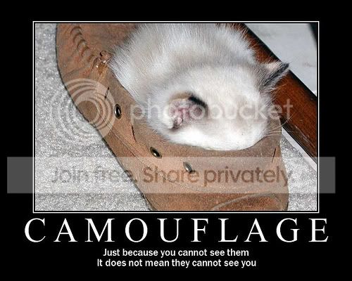 funny_cat_pictures_003.jpg