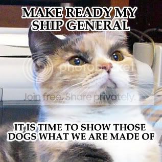 funny_cat_pictures_004.jpg