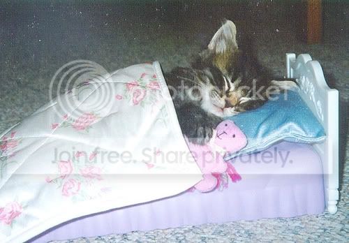 funny_cat_pictures_005.jpg