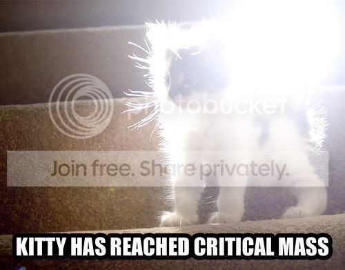 funny_cat_pictures_006.jpg