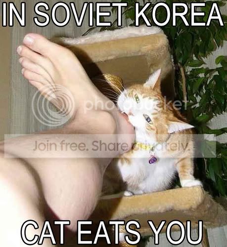 funny_cat_pictures_018.jpg
