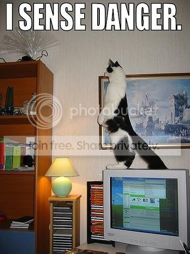 funny_cat_pictures_019.jpg