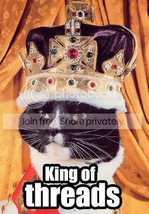 funny_cat_pictures_022.jpg