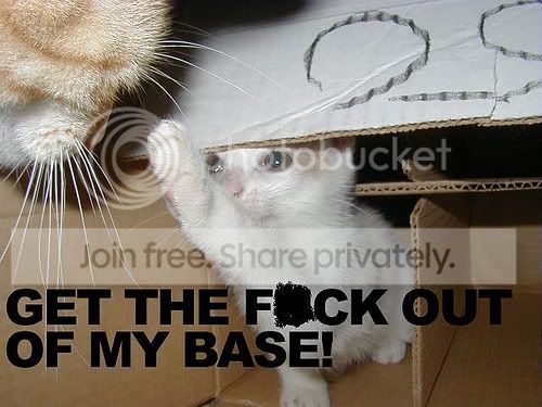 funny_cat_pictures_025.jpg