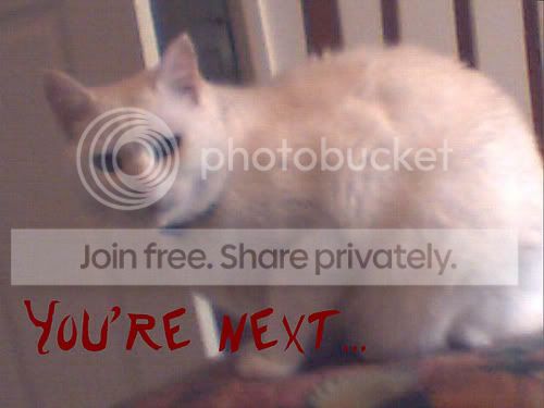 funny_cat_pictures_027.jpg