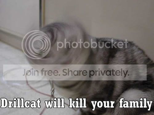 funny_cat_pictures_029.jpg