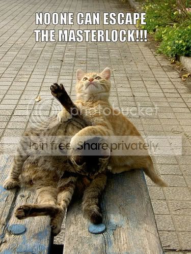 funny_cat_pictures_032.jpg