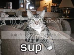 funny_cat_pictures_037.jpg