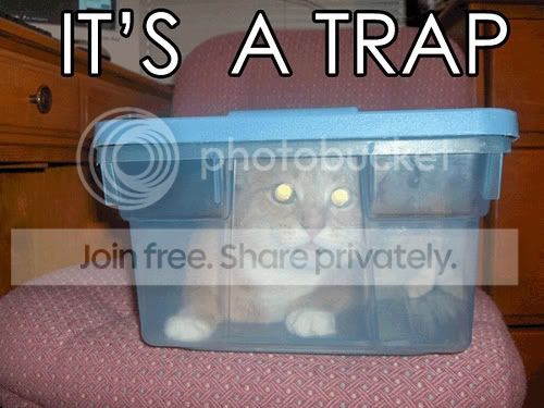 funny_cat_pictures_038.jpg