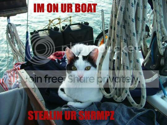 funny_cat_pictures_042.jpg