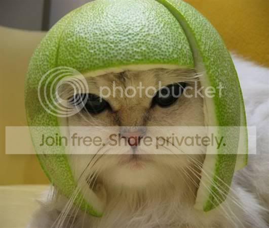 funny_cat_pictures_044.jpg