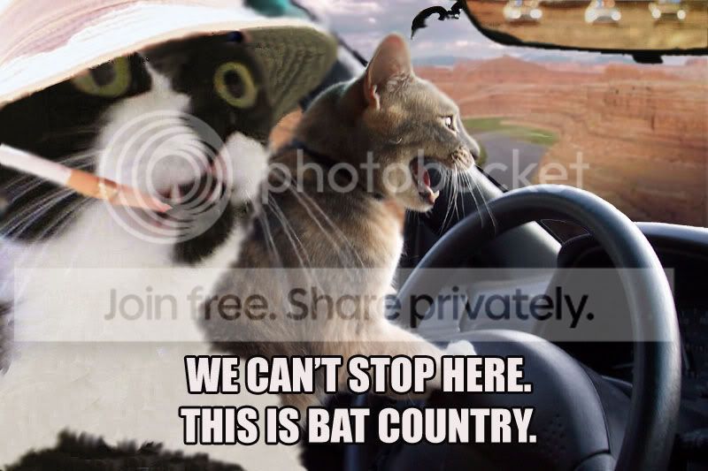 funny_cat_pictures_045.jpg