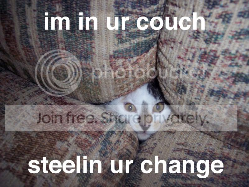 funny_cat_pictures_048.jpg