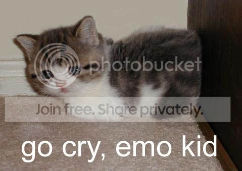 funny_cat_pictures_052.jpg