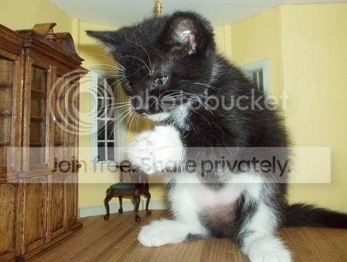 funny_cat_pictures_053.jpg