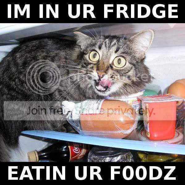 funny_cat_pictures_054.jpg