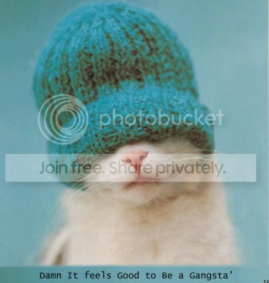 funny_cat_pictures_056.jpg