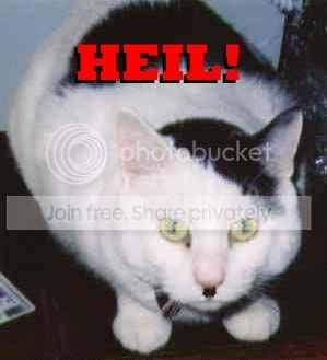 funny_cat_pictures_057.jpg