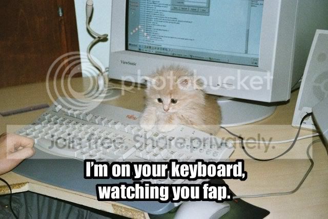 funny_cat_pictures_061.jpg