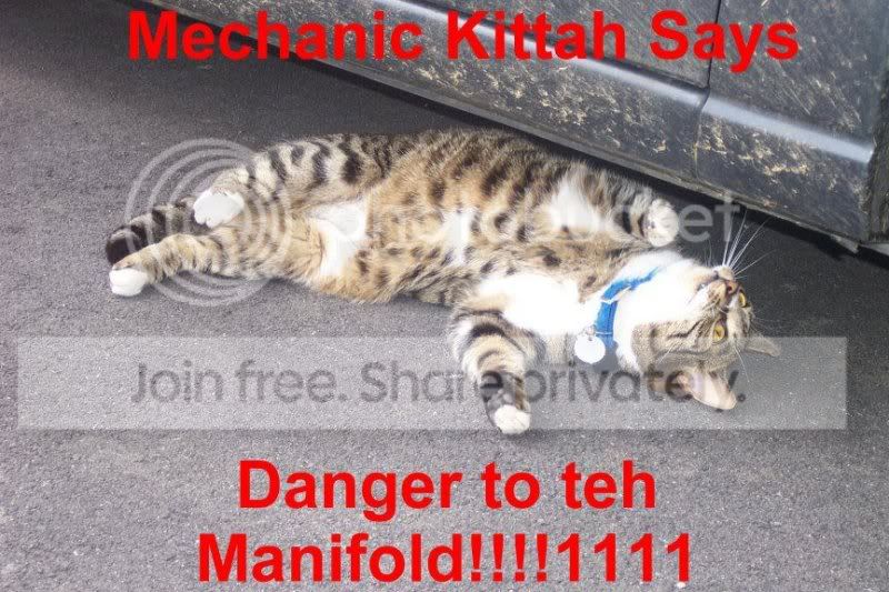 funny_cat_pictures_063.jpg