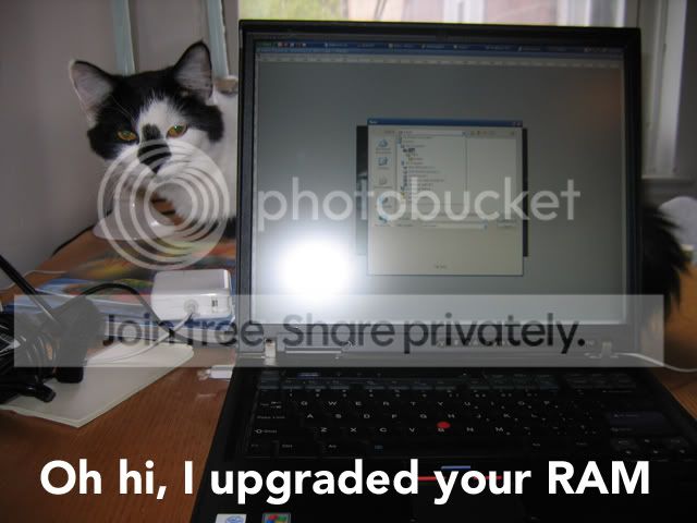 funny_cat_pictures_066.jpg