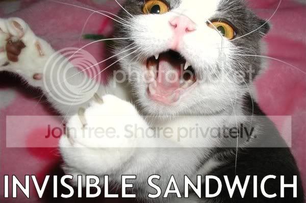 funny_cat_pictures_068.jpg