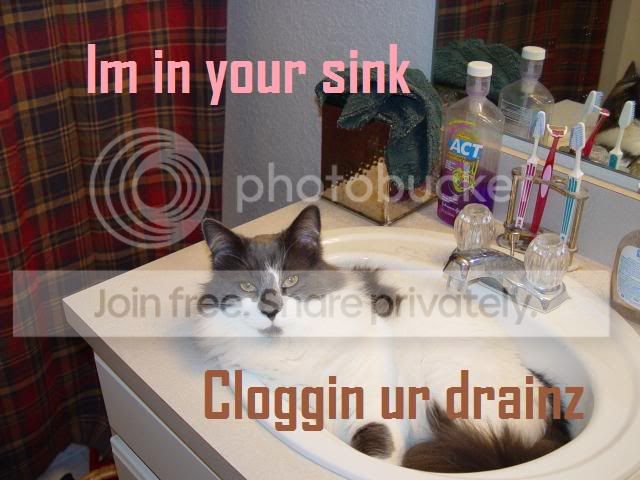 funny_cat_pictures_071.jpg