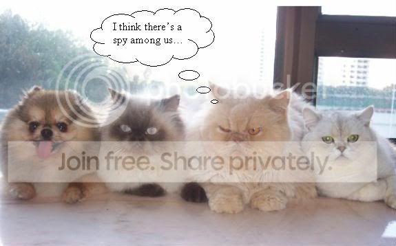 funny_cat_pictures_072.jpg
