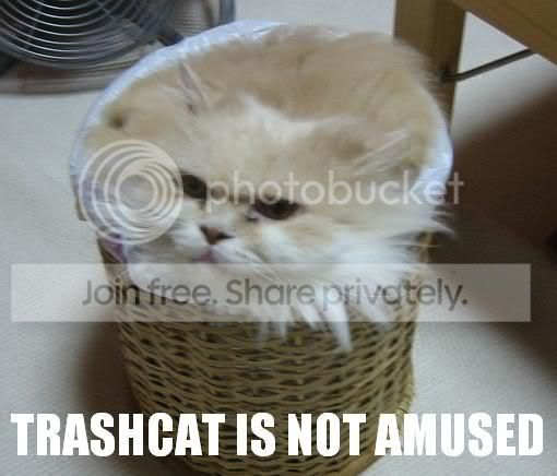 funny_cat_pictures_074.jpg
