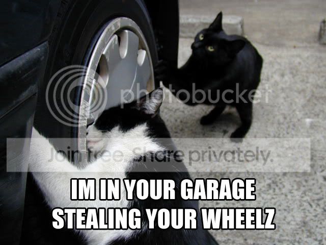 funny_cat_pictures_077.jpg