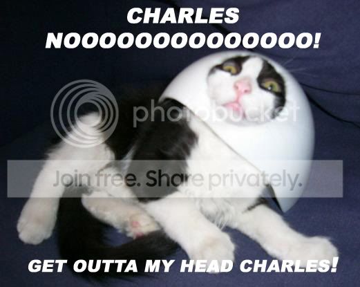 funny_cat_pictures_078.jpg
