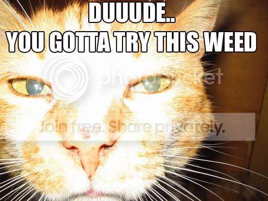 funny_cat_pictures_081.jpg