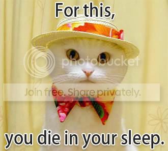 funny_cat_pictures_083.jpg
