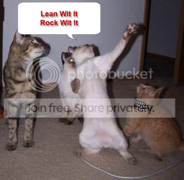 funny_cat_pictures_084.jpg