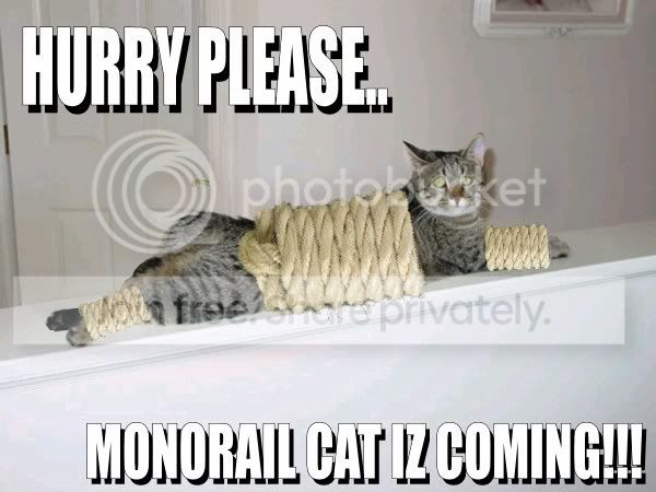 funny_cat_pictures_085.jpg