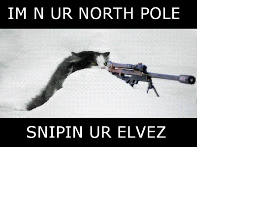 funny_cat_pictures_086.gif