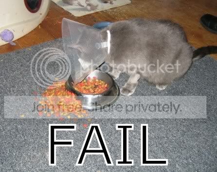 funny_cat_pictures_093.jpg