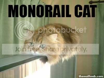 funny_cat_pictures_103.jpg