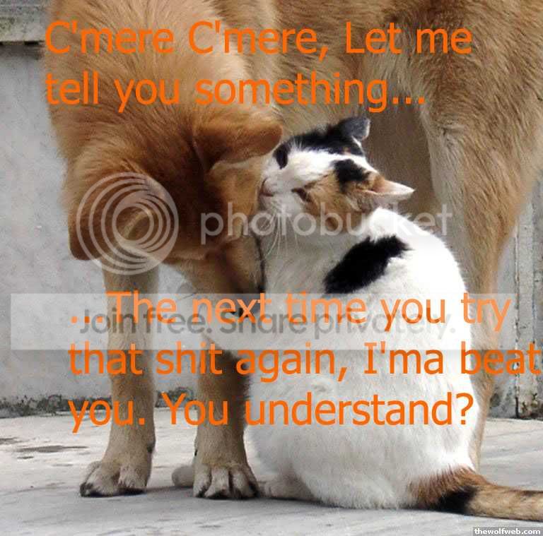 funny_cat_pictures_107.jpg