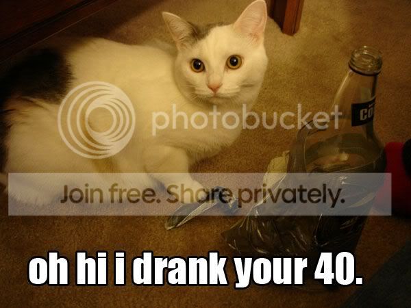 funny_cat_pictures_112.jpg