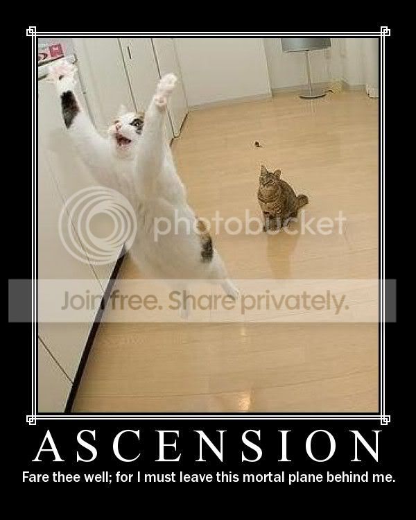 funny_cat_pictures_115.jpg
