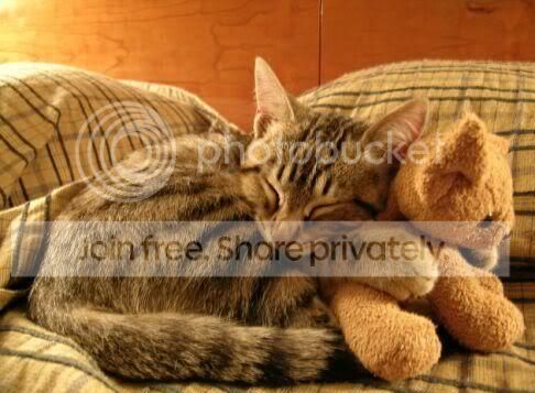 funny_cat_pictures_117.jpg
