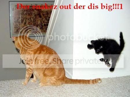 funny_cat_pictures_119.jpg