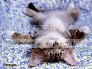 funny_cat_pictures_121.jpg