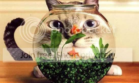 funny_cat_pictures_122.jpg