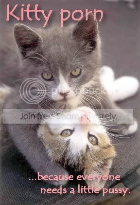 funny_cat_pictures_123.jpg