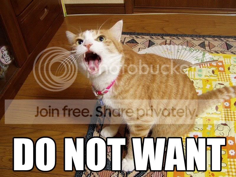 funny_cat_pictures_129.jpg